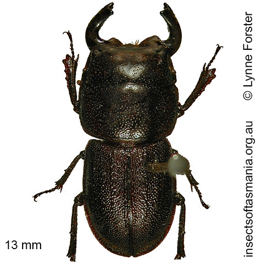 Species image