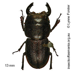 Lissotes convexus