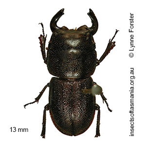 Lissotes convexus