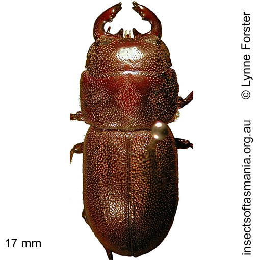 Species image