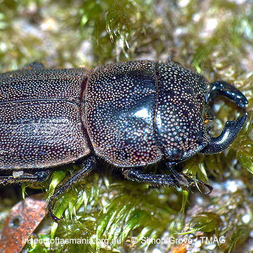 Species image