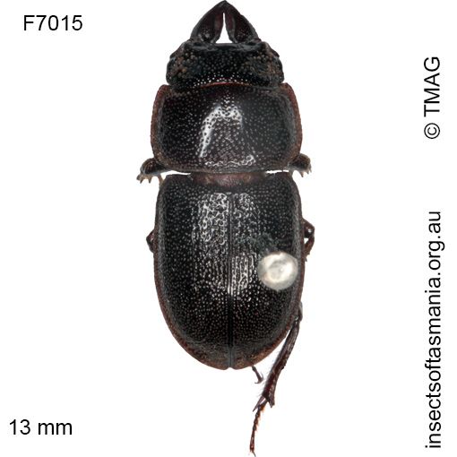 Species image