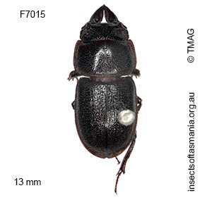 Lissotes distinctus