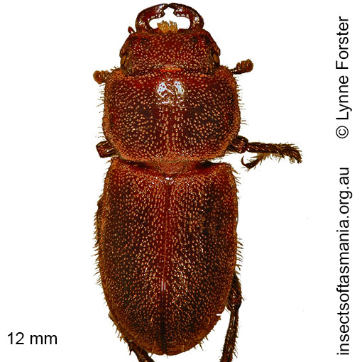 Species image