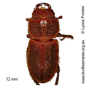 Lissotes forcipula