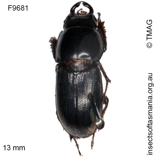 Species image