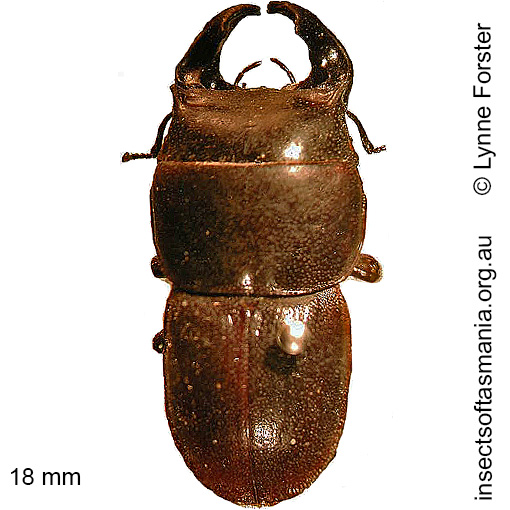 Species image