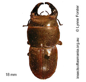 Lissotes laticollis