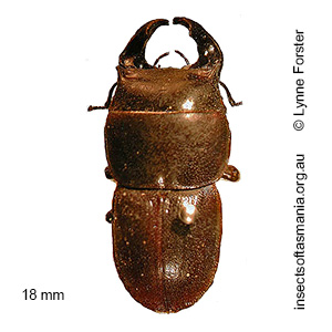 Lissotes laticollis