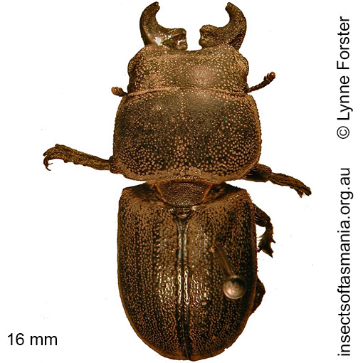 Species image