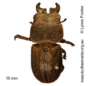 Lissotes latidens