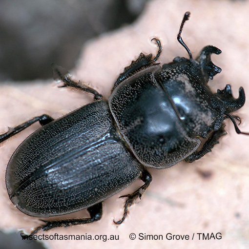 Species image