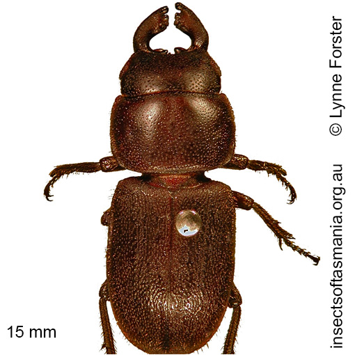Species image
