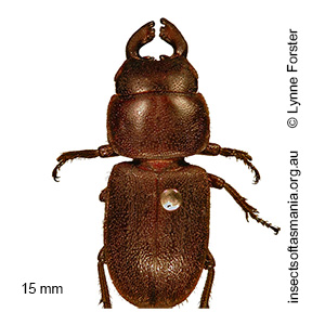 Lissotes launcestoni