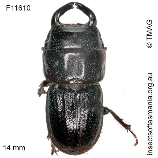 Species image