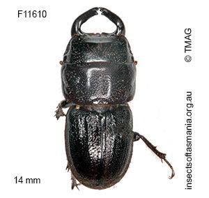 Lissotes macrocephalus