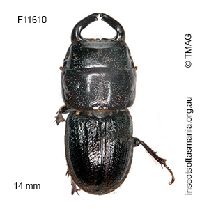 Lissotes macrocephalus