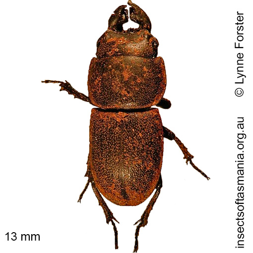 Species image