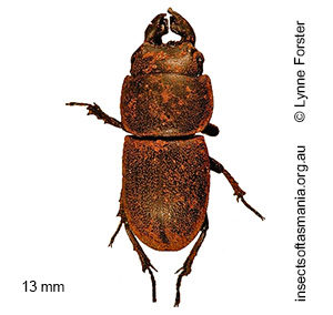 Lissotes obtusatus