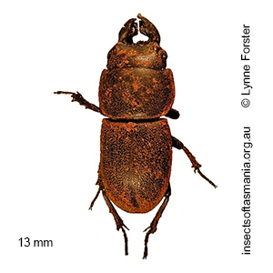 Lissotes obtusatus