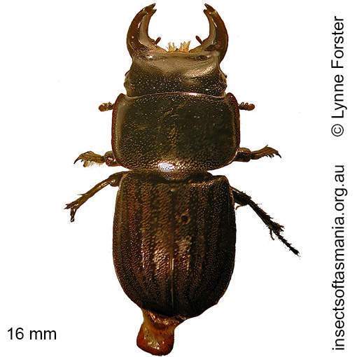 Species image