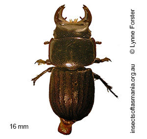Lissotes politus
