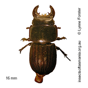 Lissotes politus