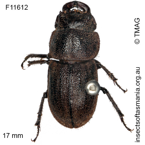 Species image