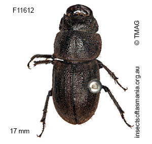 Lissotes sp ‘not forcipula’