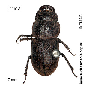 Lissotes sp ‘not forcipula’