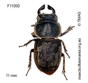 Lissotes sp ‘not urus’