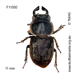 Lissotes sp ‘not urus’