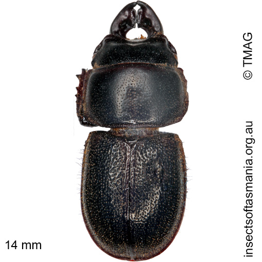 Species image