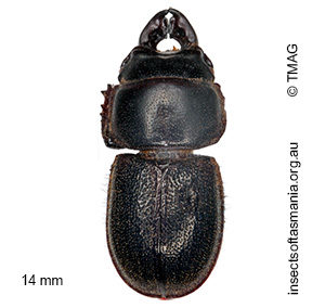 Lissotes sp ‘obtusatus Flinders’