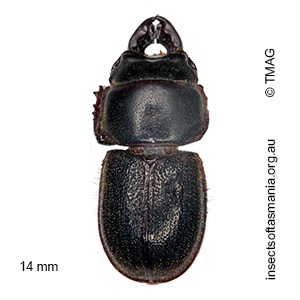 Lissotes sp ‘obtusatus Flinders’