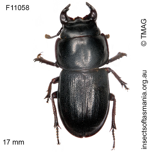 Species image