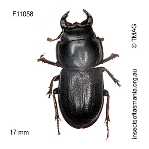 Lissotes sp ‘rodwayi alpinus’