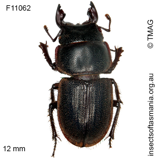 Species image