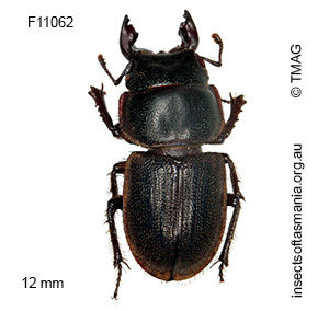 Lissotes sp ‘wielangta’