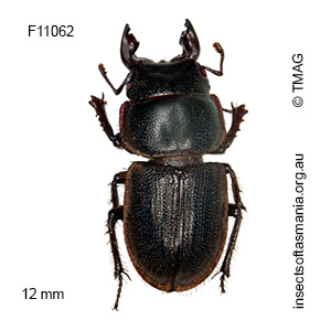 Lissotes sp ‘wielangta’