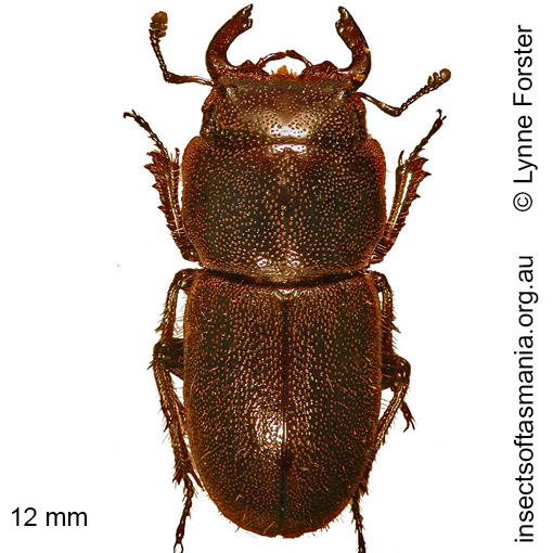 Species image