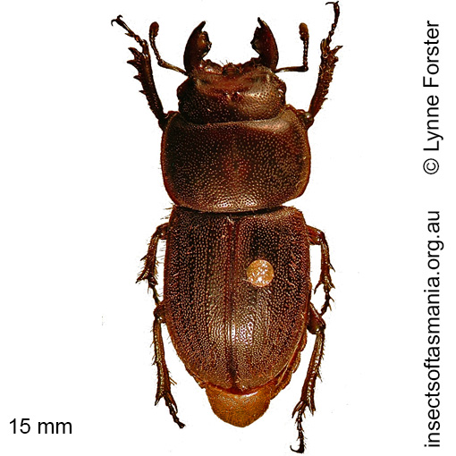 Species image