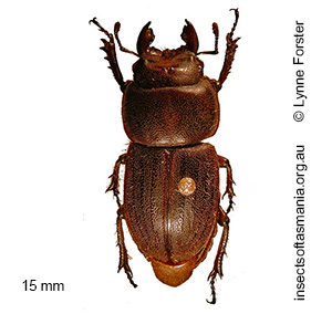 Lissotes vicinus