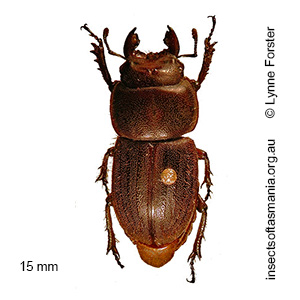 Lissotes vicinus