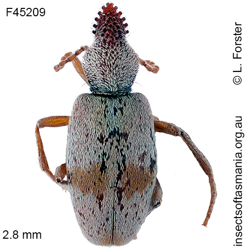 Species image