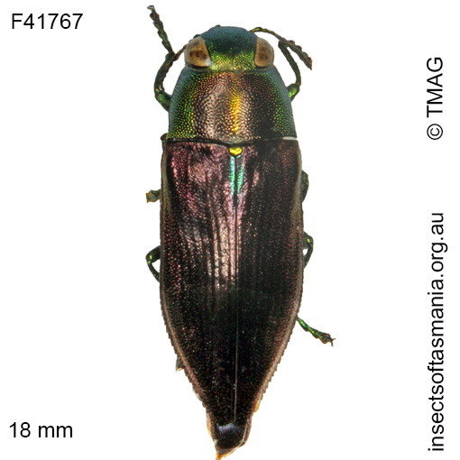 Species image