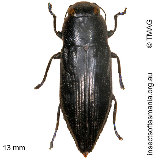 Species image