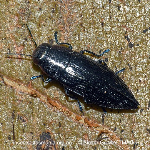 Species image
