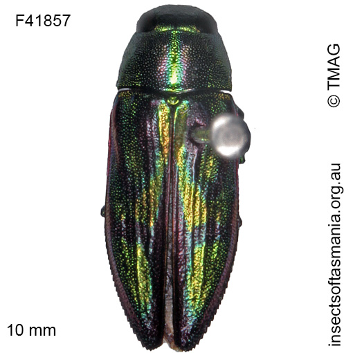 Species image
