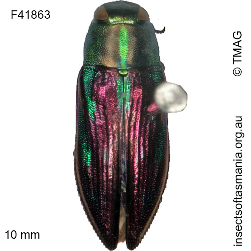 Species image